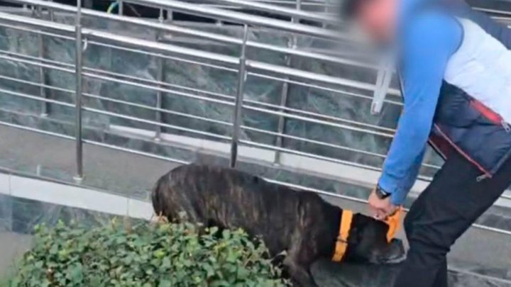 Собака півтори доби пробув у ямі на Київщині: ДСНС його витягли